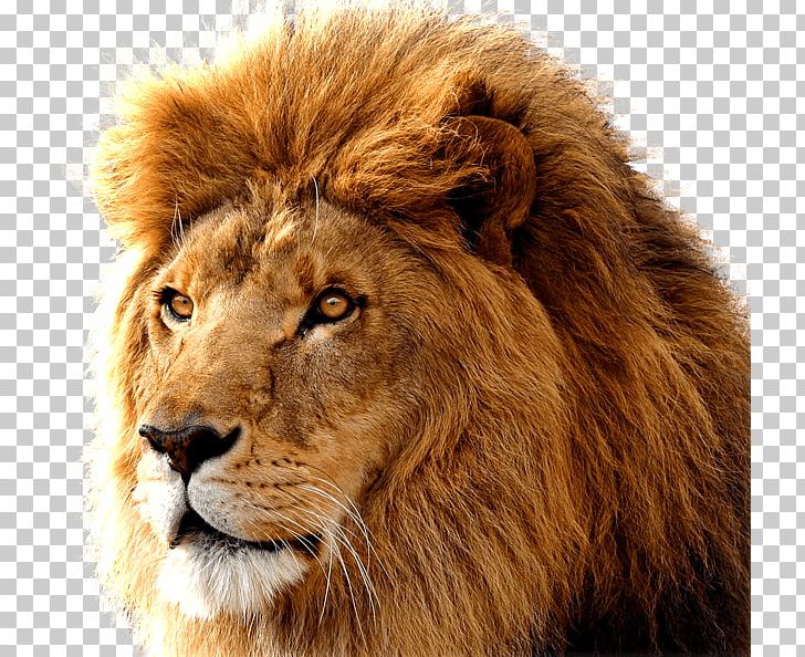 os lion download